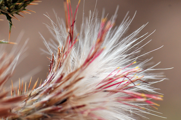 Arizona Thistle fruits are a cypsela which has previously been identified as an achene. The cypsela fruits have pappus of white to brown plumose bristles as shown in the photo. Cirsium arizonicum